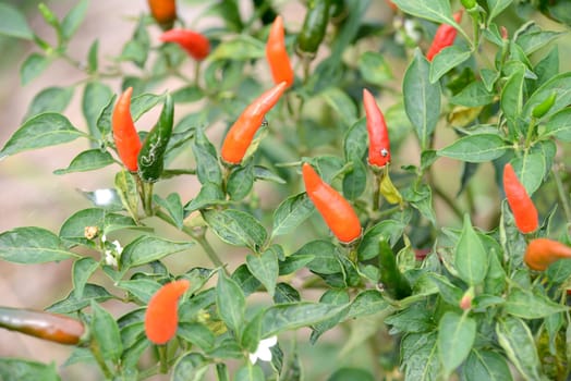 fresh chili on tree in the garden