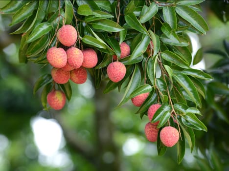 fresh lichi on tree in lichi orchard