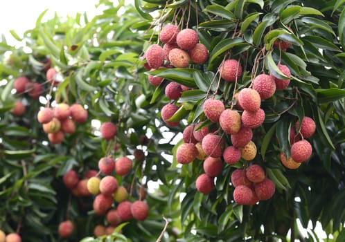 fresh lichi on tree in lichi orchard