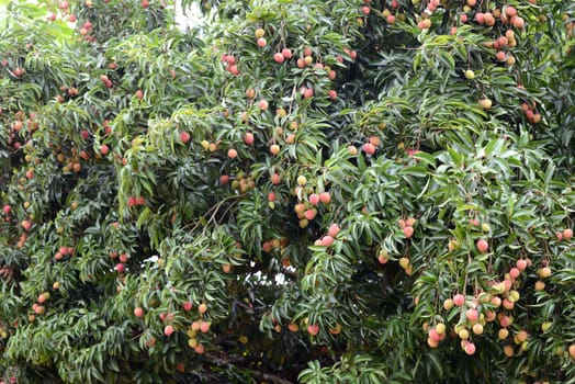 fresh lichi on tree in lichi orchard
