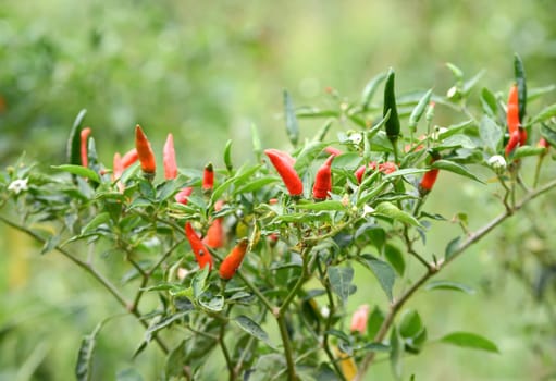 fresh chili on tree in the garden