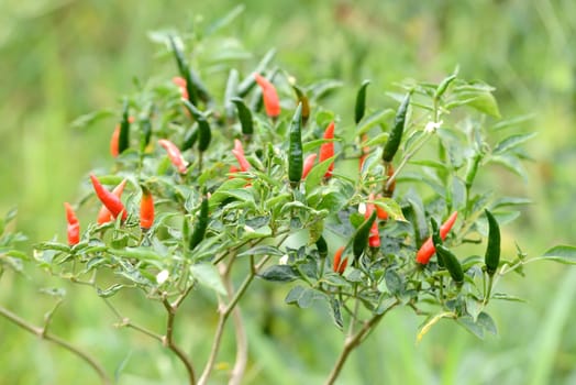 fresh chili on tree in the garden