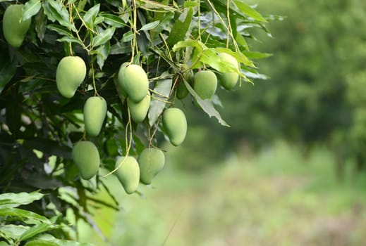 fresh mango on tree in the orchard