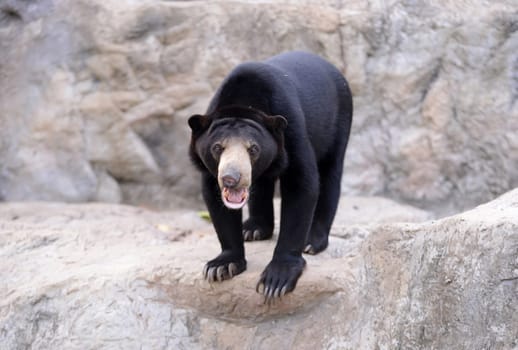 malayan sun bear stand on the rock