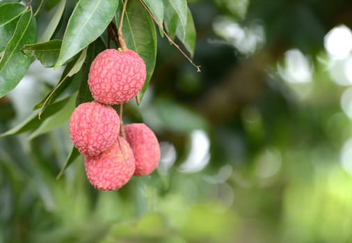 fresh lichi on tree in lichi orchard