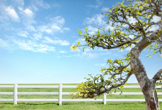 white fence on green grass with blue sky