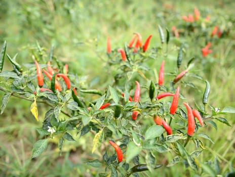 fresh chili on tree in the garden
