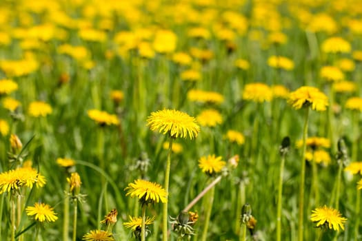 Field of yellow dandelions flowers. Shallow DOF.