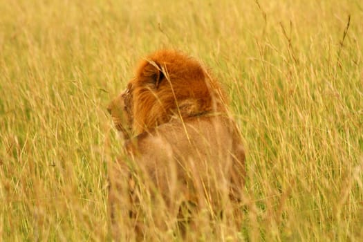 A male lion with a red mane looks into the savannah grass while standing