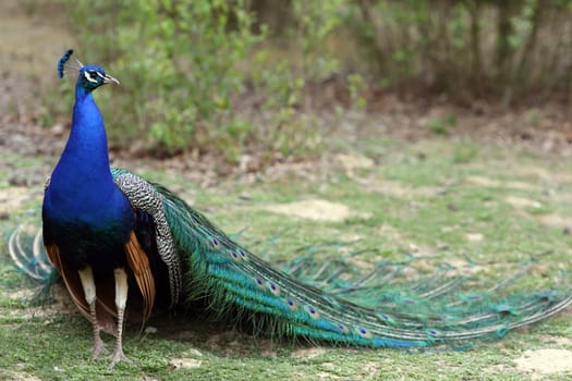 Details of an indian peafowl displaying in captivity.