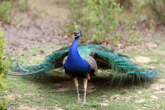 Details of an indian peafowl displaying in captivity.