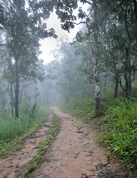 Hiking trail through forest
