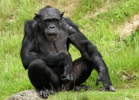 Chimpanzee