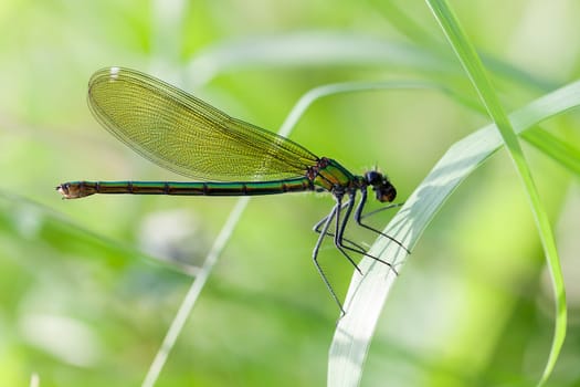 Female Banded Magnificent Dragonfly at Food Intake - Macro Intake