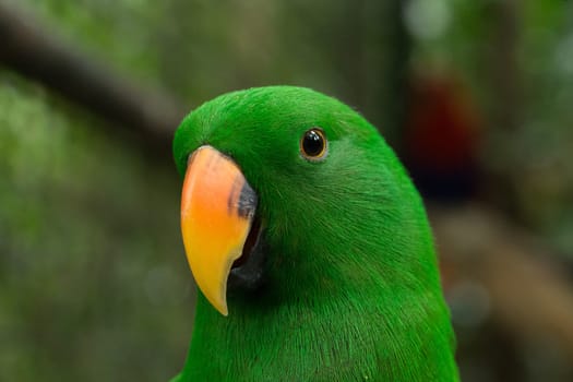 parrot bird sitting on the perch