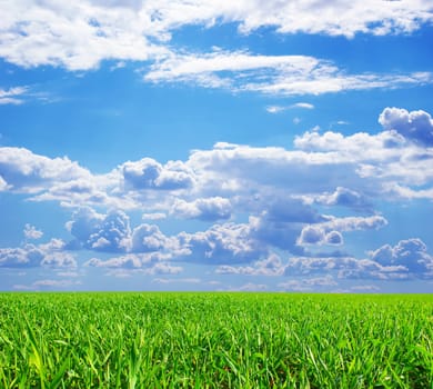 field on a background of the blue sky