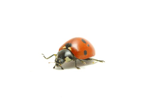 red ladybug isolated on white