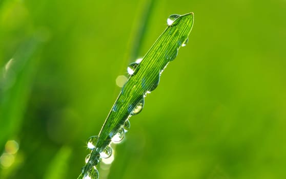 Dew drop on a blade of grass