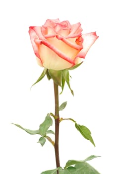 red rose isolated on a white background