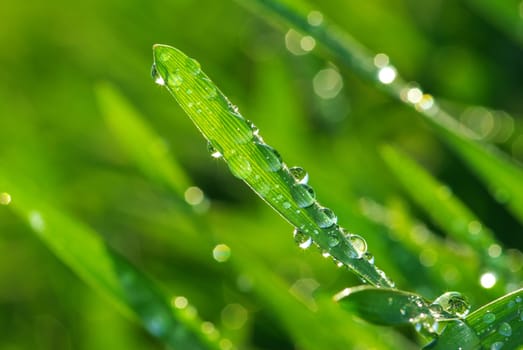 Dew drop on a blade of grass