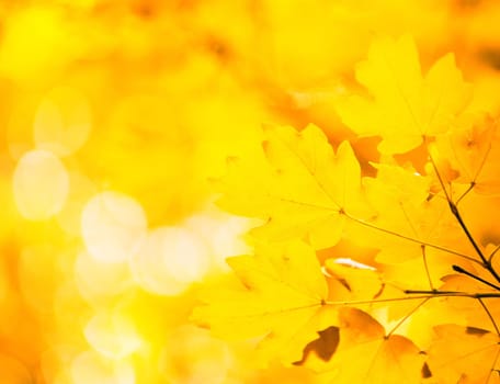 autumn leaves background in sunny day