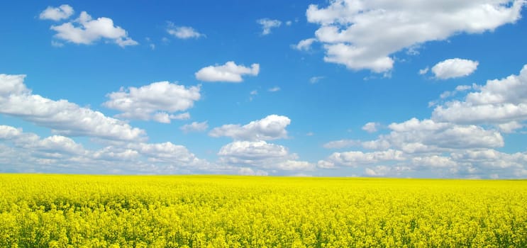 Rape field and clouds in sky