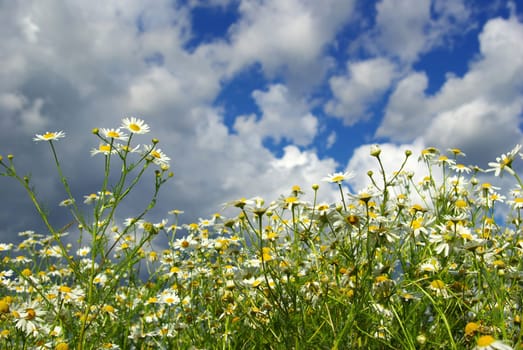 camomiles flowers on cloudy sky