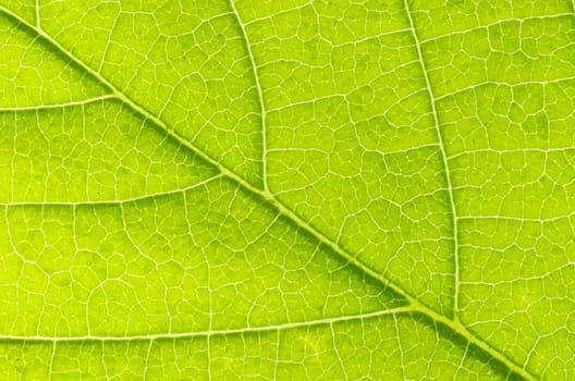 structure of leaf natural background