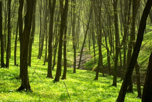 Early morning sun in the forest