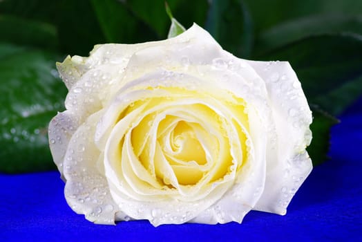 white rose is isolated on a  blue background
