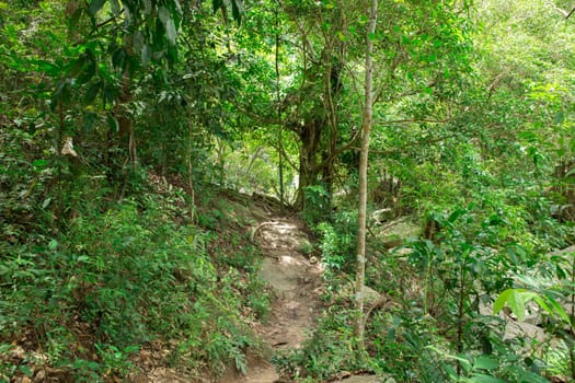 Stream in the tropical jungle