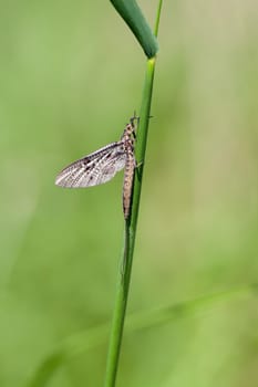 One-day fly - Ephemeroptera clinging to a blade of grass - Macro uptake