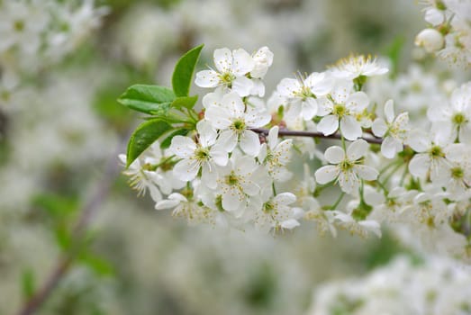 Close up of the cherry blossoms