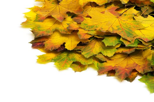 autumn maple leafs isolated on a white