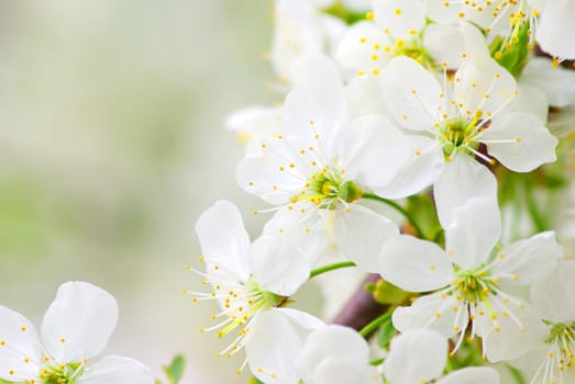 Close up of the cherry blossoms