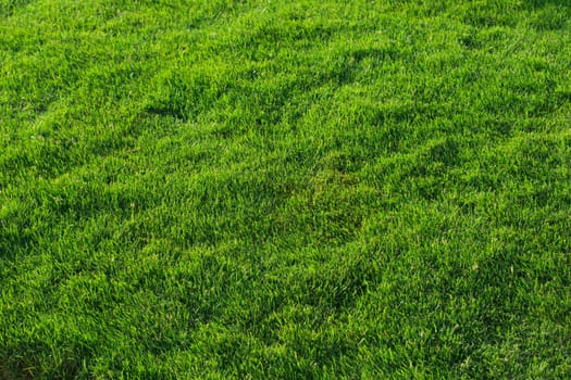 Green grass texture from a field