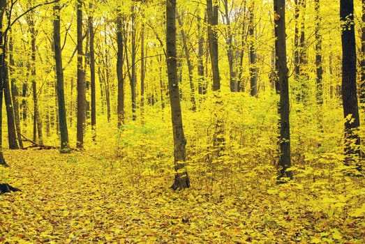 autumn forest  background in a sunny day