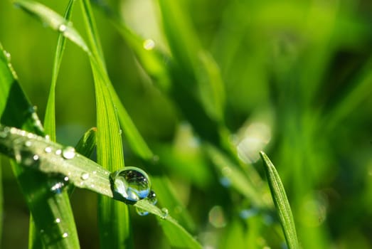 Dew drop on a blade of grass