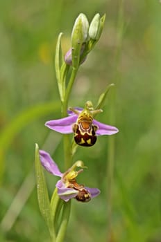 Bee Ragwurz (Ophrys apifera)
