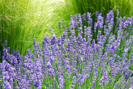 Real lavender,violet plant for scent ingesular production on a meadow
