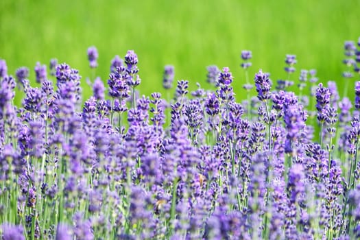 Real lavender,violet plant for scent ingesular production on a meadow