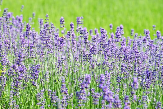 Real lavender,violet plant for scent ingesular production on a meadow