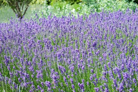 Real lavender,violet plant for scent ingesular production on a meadow
