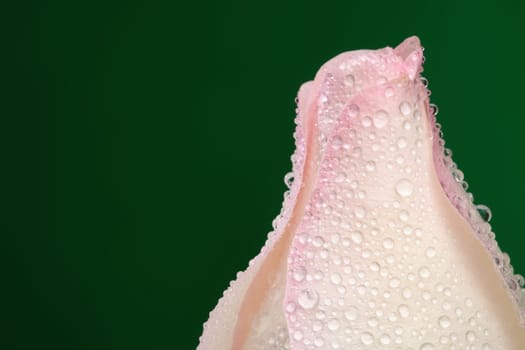 White rose with lots of water drops. Macro