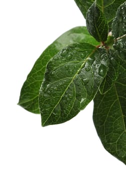 Fresh leaves over white background with waterdrops