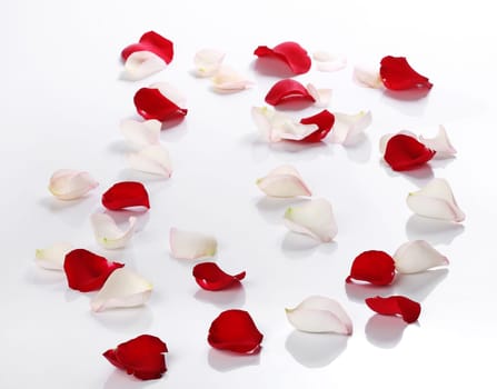Lots of rose petals over white background