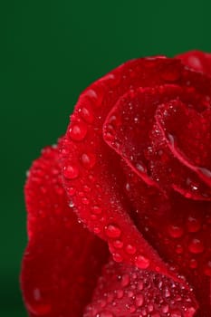 Red rose with lots of water drops. Macro