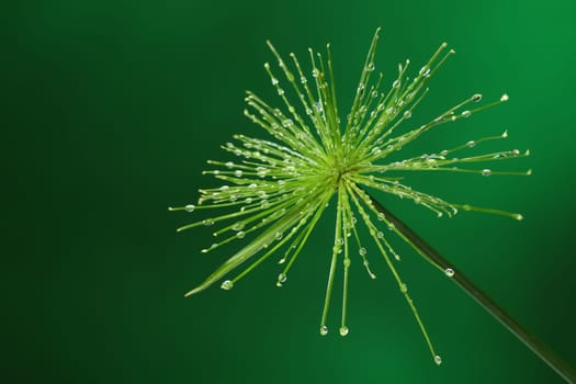 Fresh plant with water drops on green background