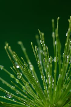 Fresh plant with water drops on green background