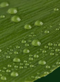 Beautiful green leaf with drops of water